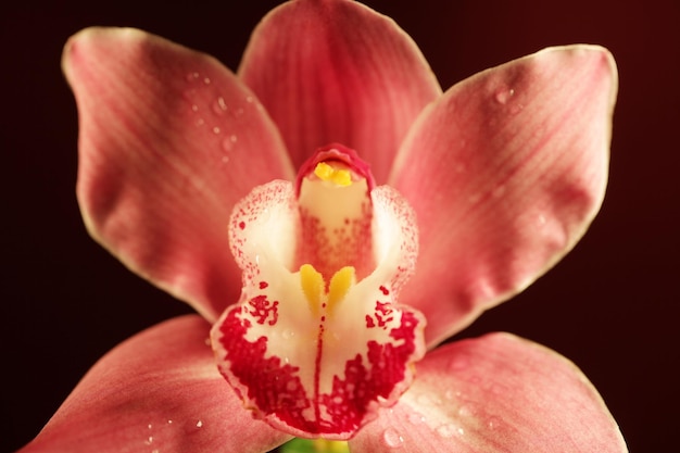 Fleur d&#39;orchidée pourpre