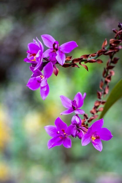 Fleur d&#39;orchidée pourpre