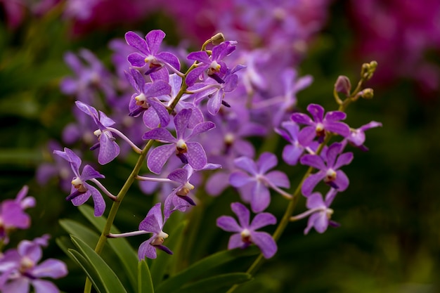 Fleur d&#39;orchidée pourpre