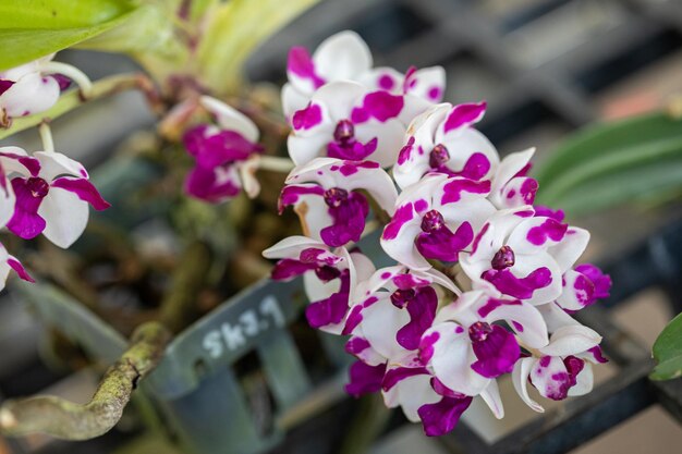 Fleur d'orchidée Rhynchostylis au printemps décoration la beauté de la nature Une orchidée sauvage rare décorée dans un jardin tropical