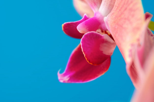 Fleur d'orchidée rose bouchent sur fond bleu