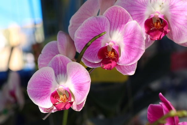 fleur d&#39;orchidée rose dans les régions tropicales