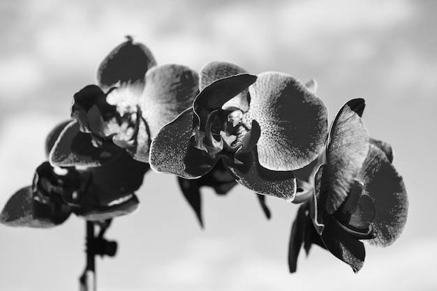 Photo fleur d'orchidée rose sur fond de ciel bleu