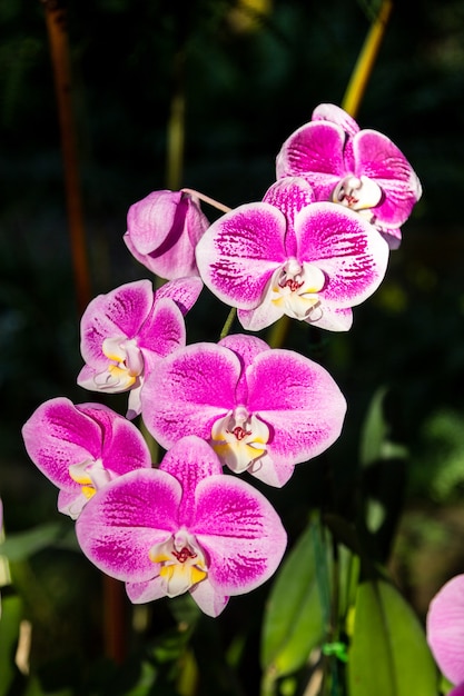 fleur d&#39;orchidée rose sur le fond sombre