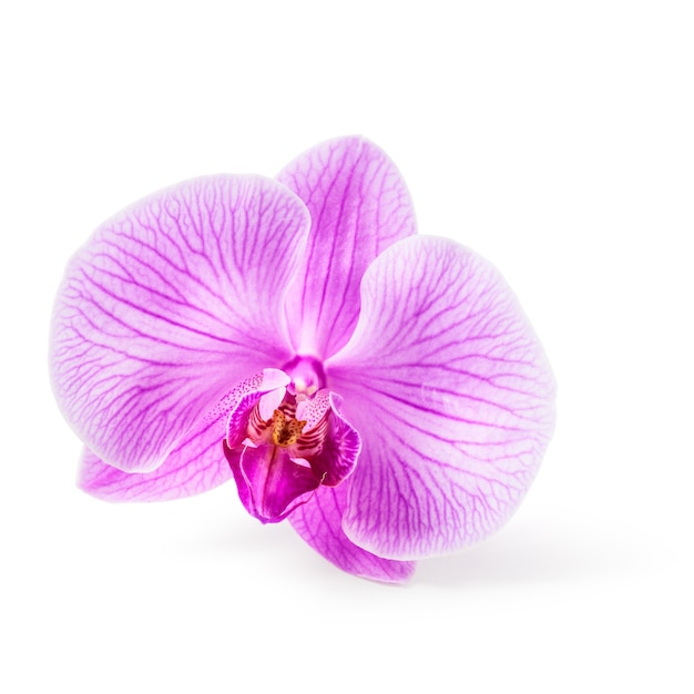 Fleur d'orchidée rose. Tête de fleur. Objet unique isolé sur un tracé de détourage fond blanc inclus