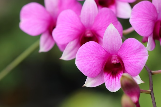 Fleur d&#39;orchidée rose tropicale