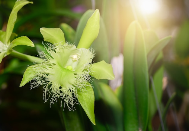 Fleur d&#39;orchidée sauvage vert avec la lumière du soleil