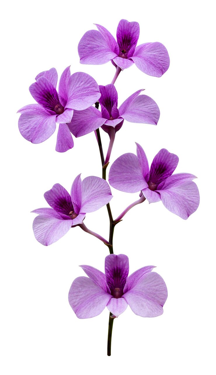 Photo fleur d'orchidée violette isolée sur fond blanc avec chemin de coupe