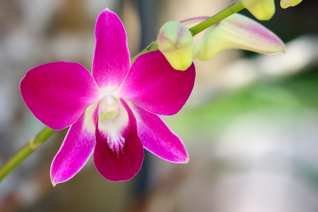 Fleur d&#39;orchidée violette vive de la ferme de jardin.