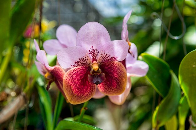 Fleur d&#39;Orchidée