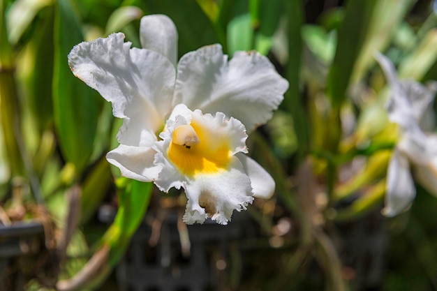 Fleur d&#39;Orchidée