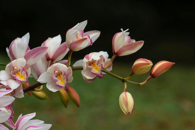 fleur orchidée