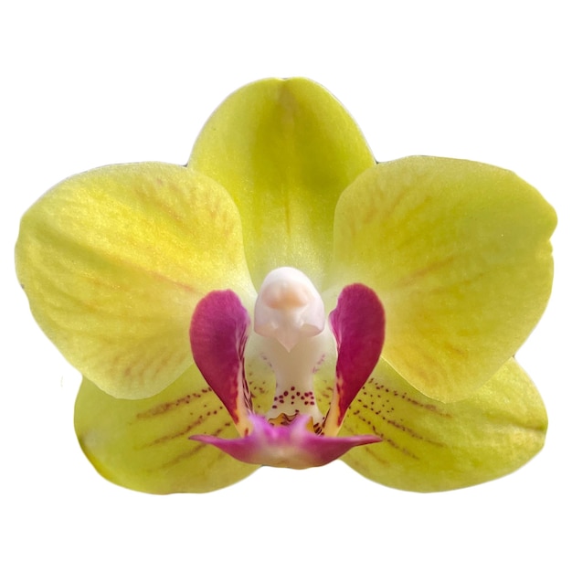 Fleur d&#39;Orchidée