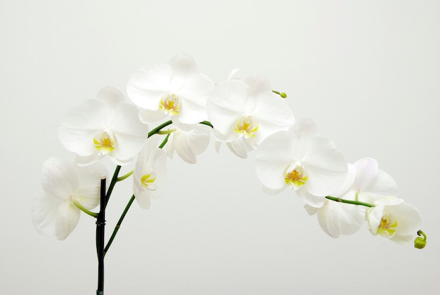 Fleur d'orchidées blanches en fleurs isolé