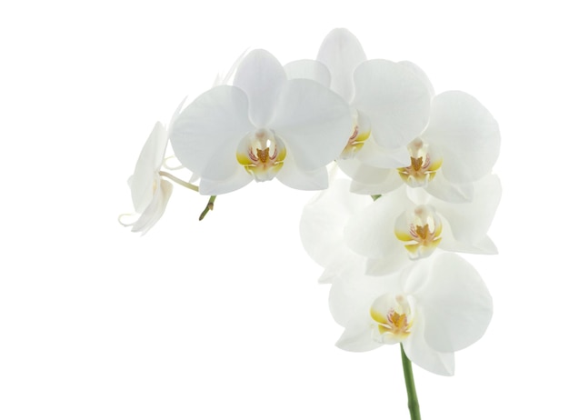 Fleur d'orchidées blanches isolé sur fond blanc