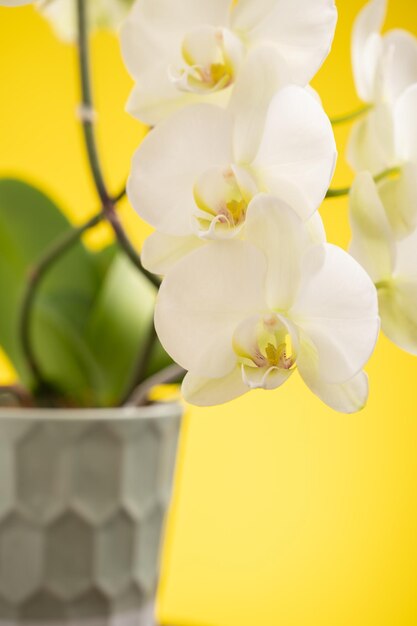 Fleur d'orchidées dans un pot sur fond jaune