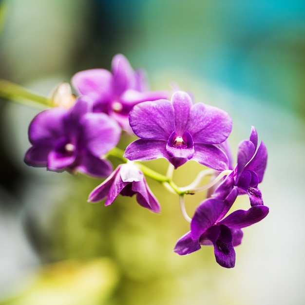 Fleur d'orchidées violettes bouchent