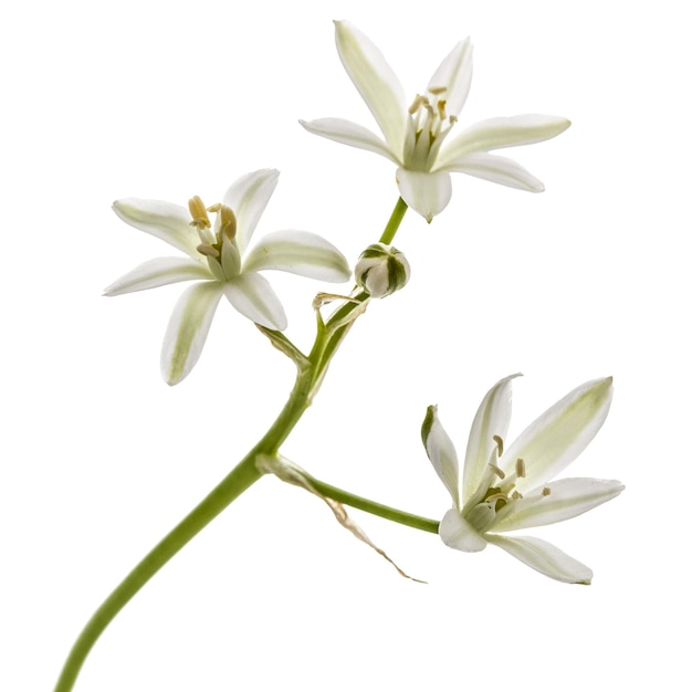 Fleur d'ornithogalum isolée sur fond blanc