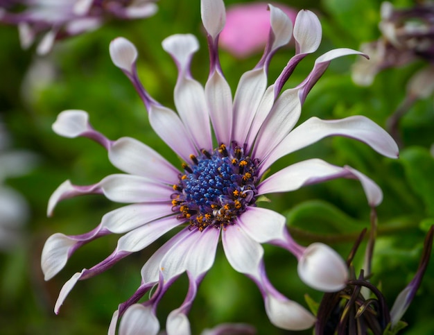 Fleur Osteospermum avec gros plan de pétales inhabituels