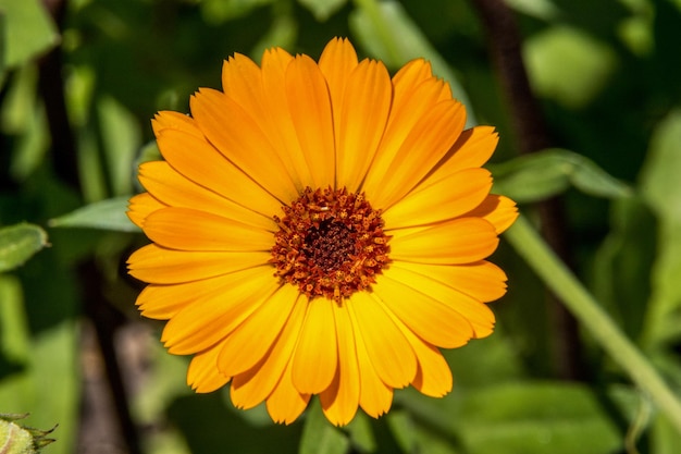 Fleur ouverte de calendula sur fond vert