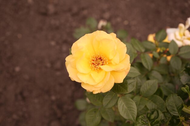 Une fleur ouverte d'une rose jaune par une journée ensoleillée Closeup Couverture du sol ou rose de thé hybride