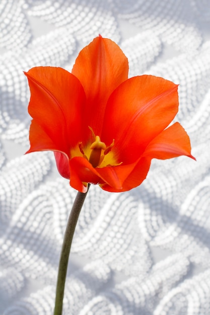 Fleur ouverte de tulipe rouge sur fond blanc