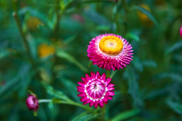 Fleur de paille de beau coloré sur la nature de l&#39;herbe verte dans un jardin de printemps.