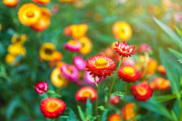 Fleur de paille de beau coloré sur la nature de l&#39;herbe verte dans un jardin de printemps.