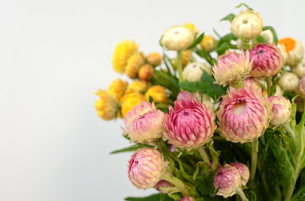 Fleur de paille Helichrysum qui fleurit sur fond blanc