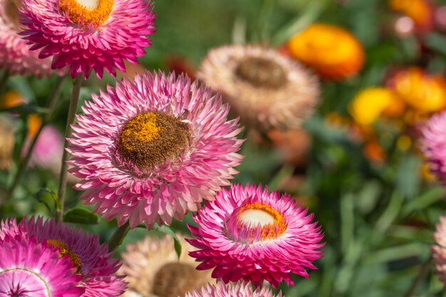 Fleur de paille Macro naturel