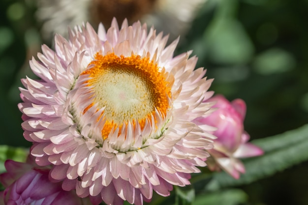 Fleur de paille Macro naturel