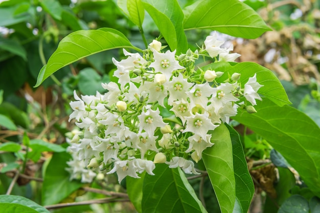 La fleur de pain est une plante grimpante boisée