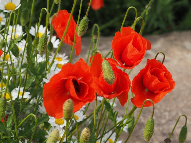 Fleur de papaver rouge