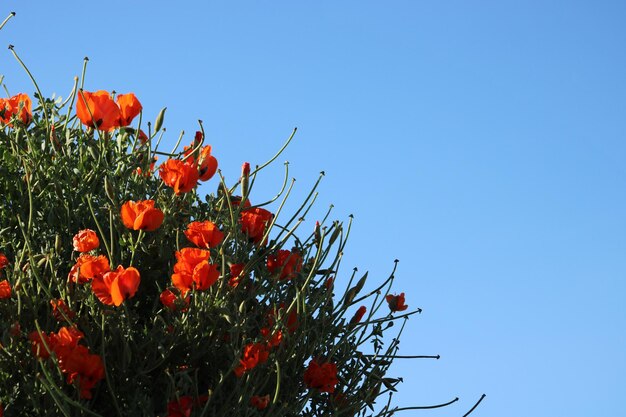 Photo la fleur des papaveraceae en arrière-plan est le papaver rhoeas