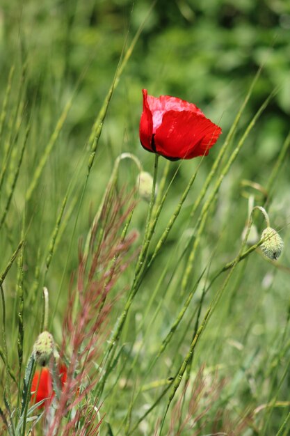 Photo la fleur des papaveraceae en arrière-plan est le papaver rhoeas