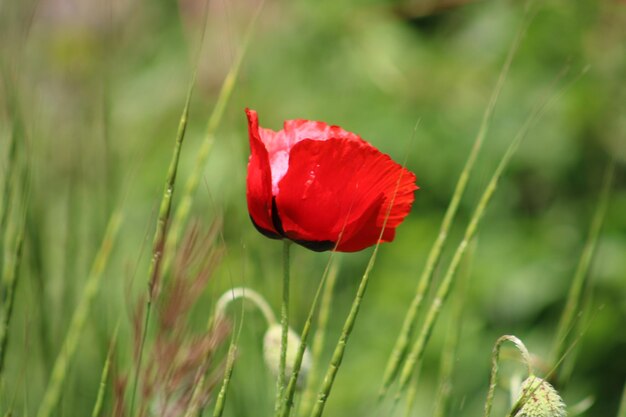 Photo la fleur des papaveraceae en arrière-plan est le papaver rhoeas