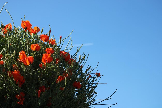Photo la fleur des papaveraceae en arrière-plan est le papaver rhoeas