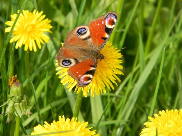 Photo une fleur avec un papillon