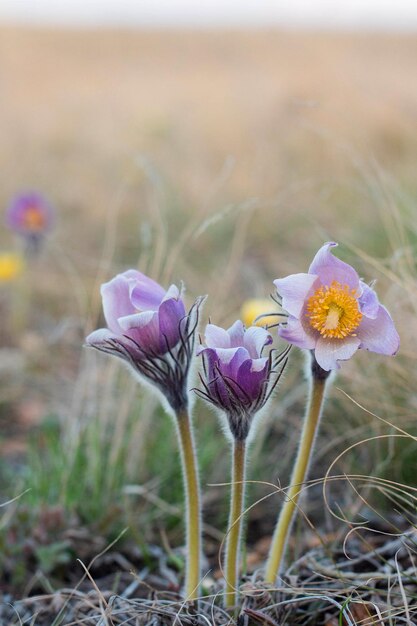 Fleur de Pâques Pulsatilla sur le pré