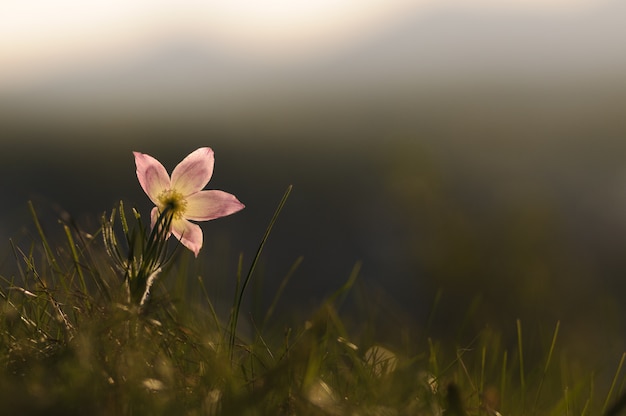 Fleur pasque qui fleurit sur la roche de printemps au coucher du soleil