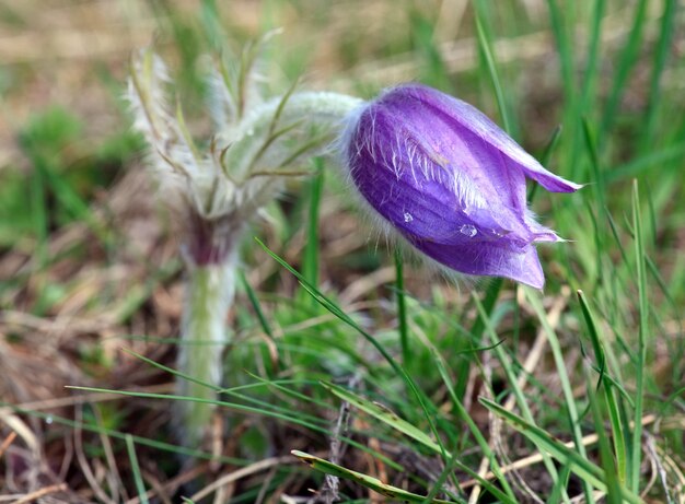 Fleur de pasque violette de printemps avec goutte de rosée (gros plan).