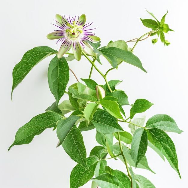 Fleur de passiflore avec feuilles isolées sur fond blanc