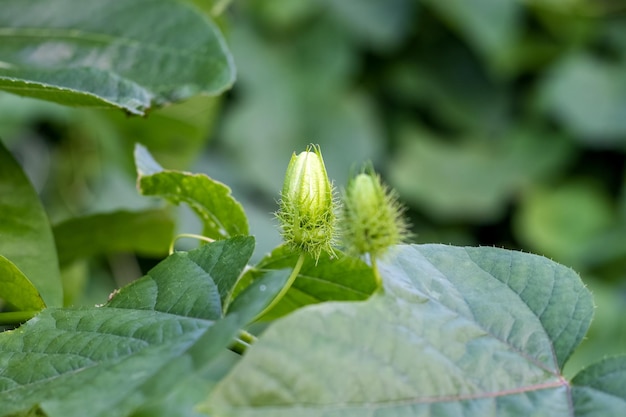 Fleur de passiflore foetida focalisée sélectivement dans le jardin