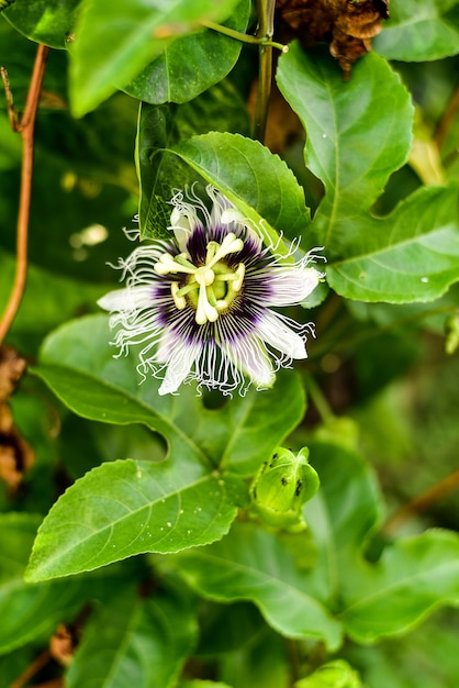 Fleur de la passion