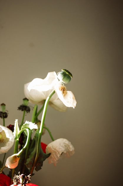 Une fleur de pavot blanc avec un insecte dessus est dans un vase