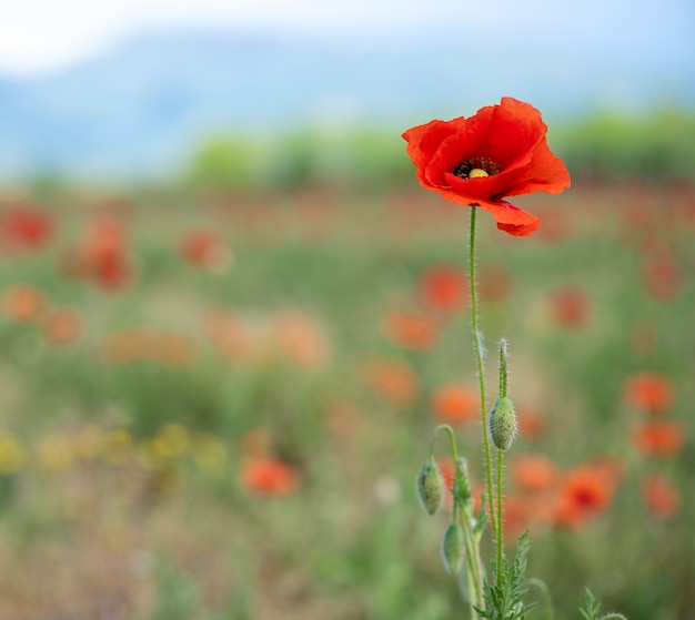 Fleur de pavot sur le côté droit en arrière-plan. Champ de coquelicots et montagnes au loin. position horizontale