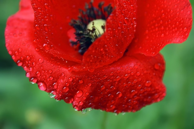 Fleur de pavot dans la rosée