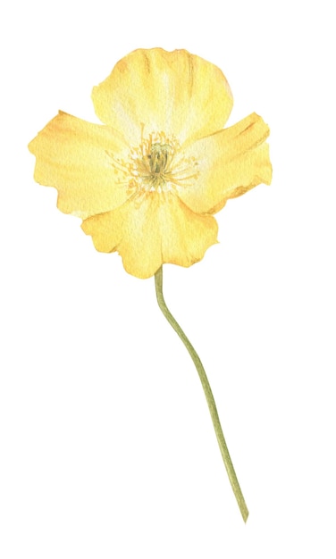 Fleur de pavot dessinée à la main à l'aquarelle