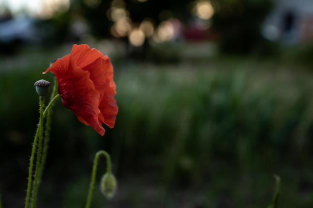 Fleur de pavot fermée le soir