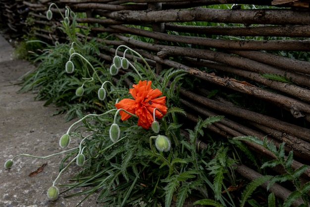 La fleur de pavot a fleuri près d'une clôture tressée